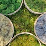 Gundula Morcinek | Mooswelten